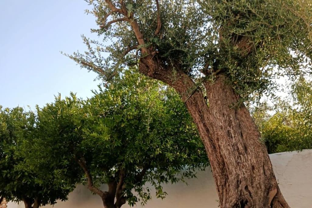 A Casa Do Barqueiro- Alentejo Villa Pedrogao  Екстериор снимка